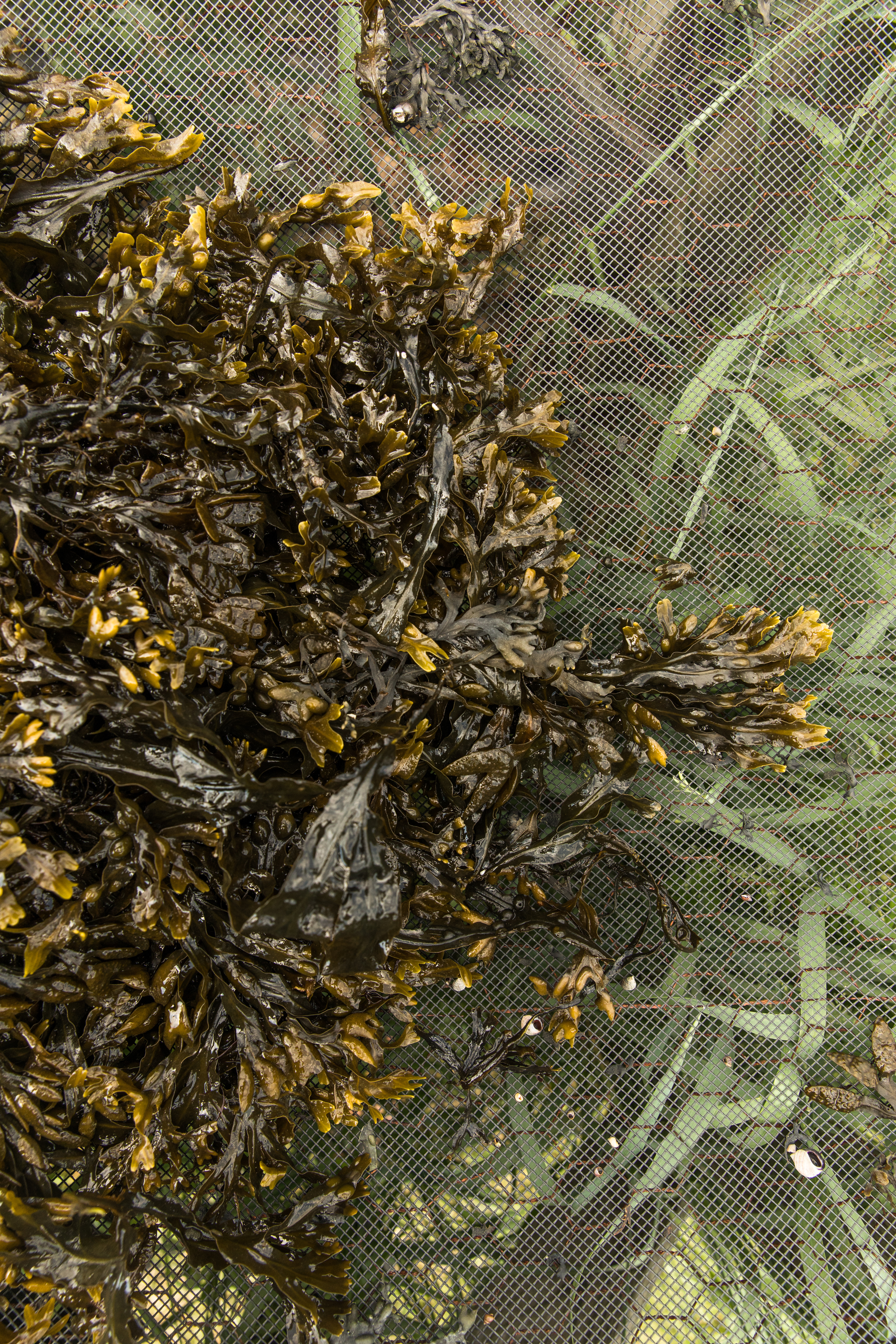 GRybus-Blog-Seaweed-1216-2.jpg