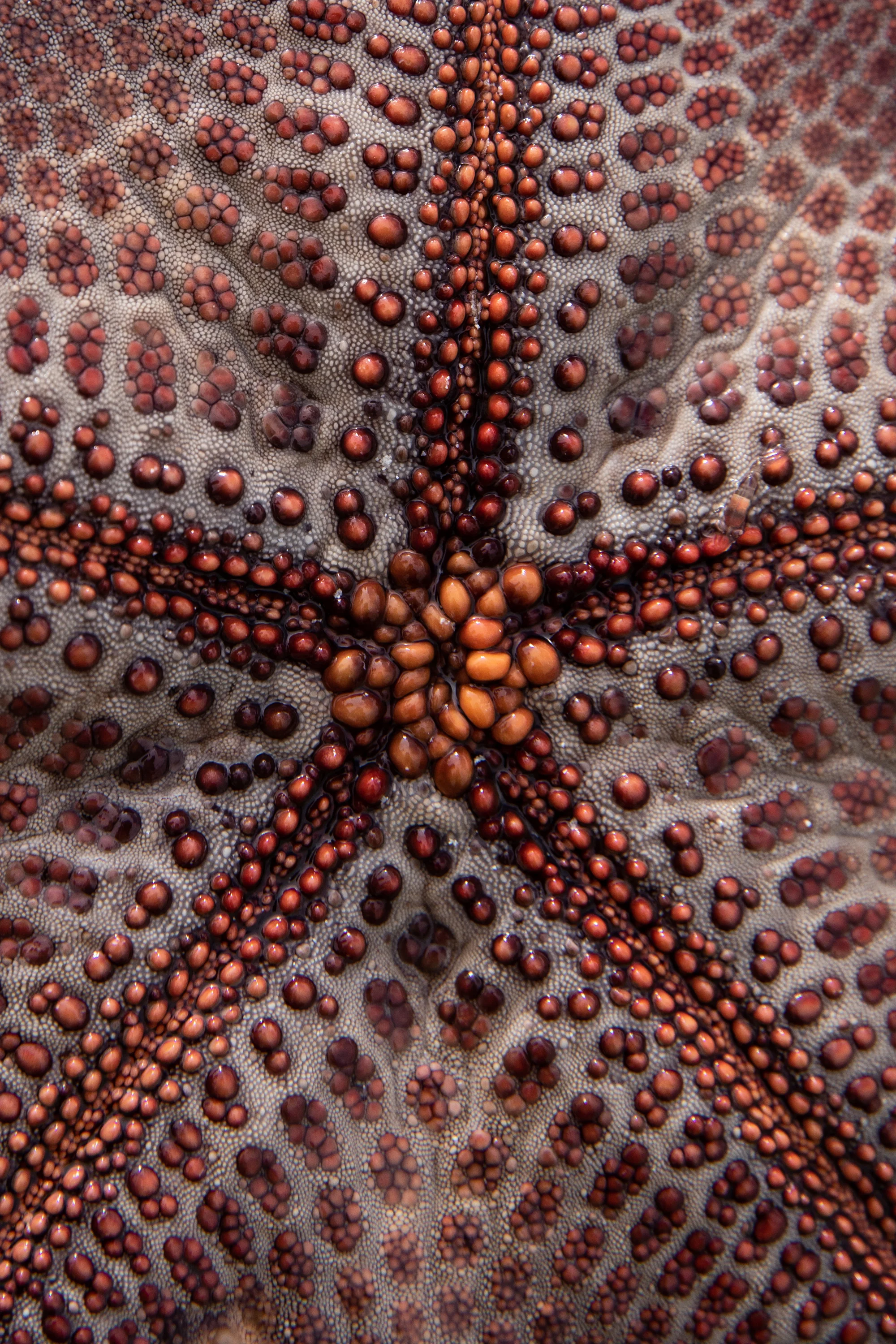 Starfish. Bwejuu, Zanzibar