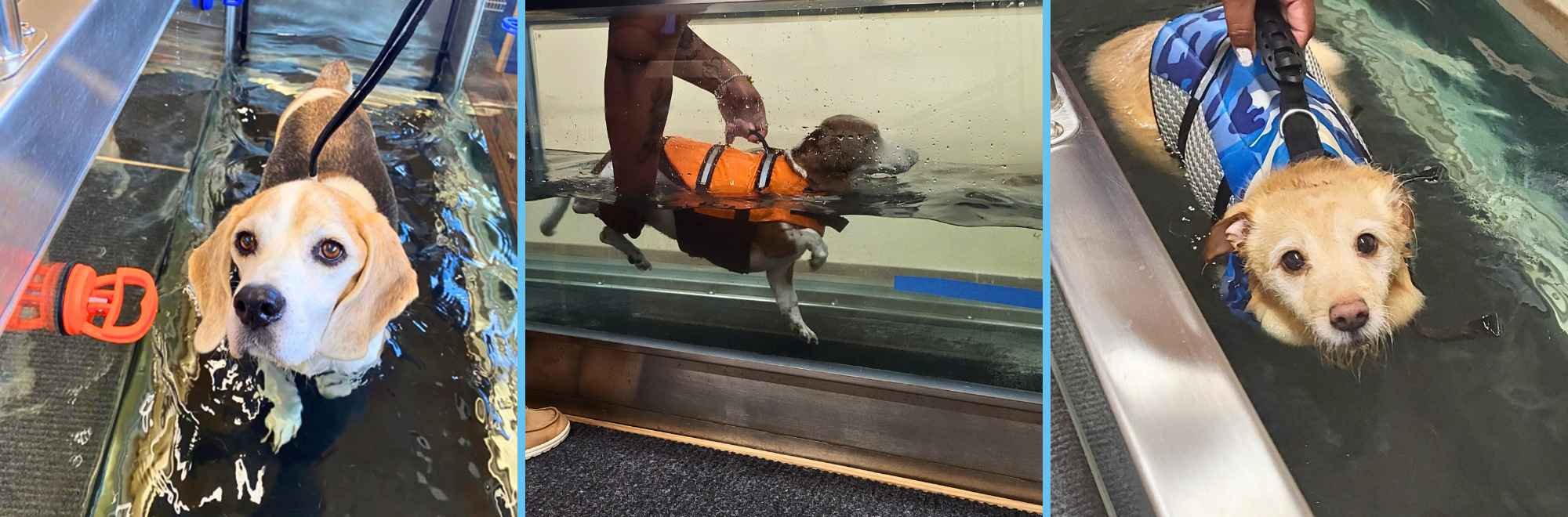 Beautiful view of Luxury Dog Spas With Hydrotherapy