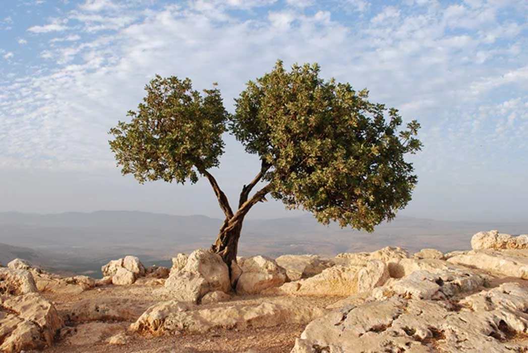 011517_olive Tree.jpg