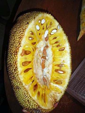 jackfruit-01.jpg