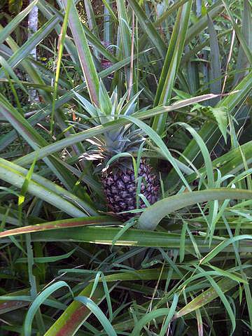 pineapple-01.jpg