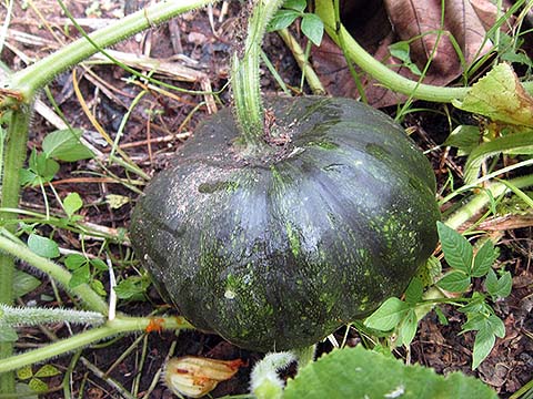 pumpkin-01.jpg