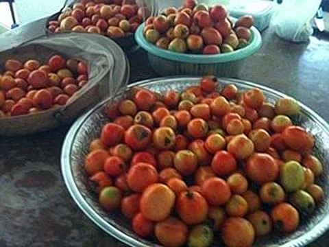 tomato-01.jpg