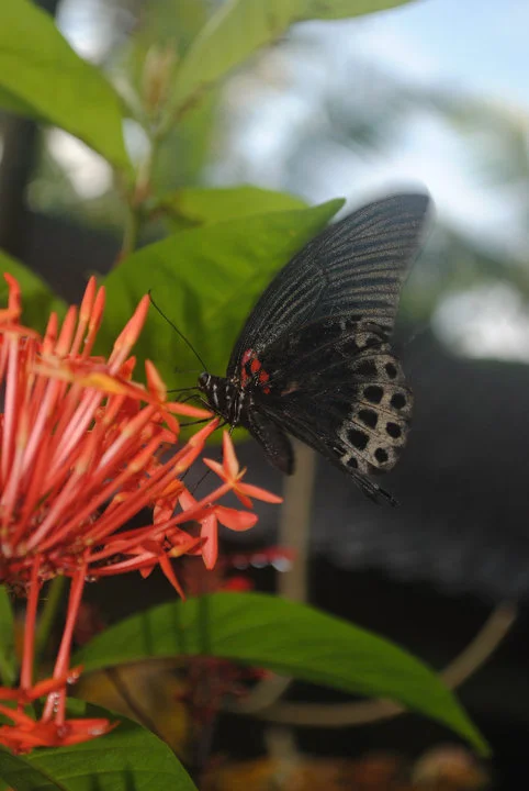 butterfly