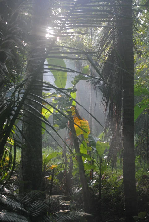 jungle