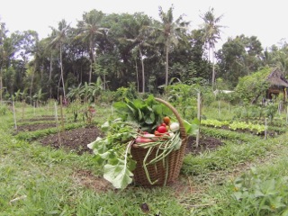 Permaculture courses Bali