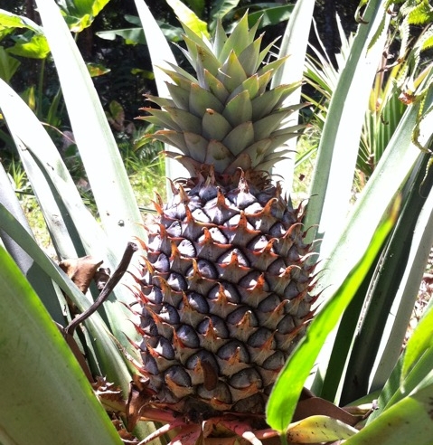 pineaple.jpeg