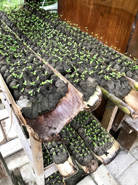 seeds.jpeg