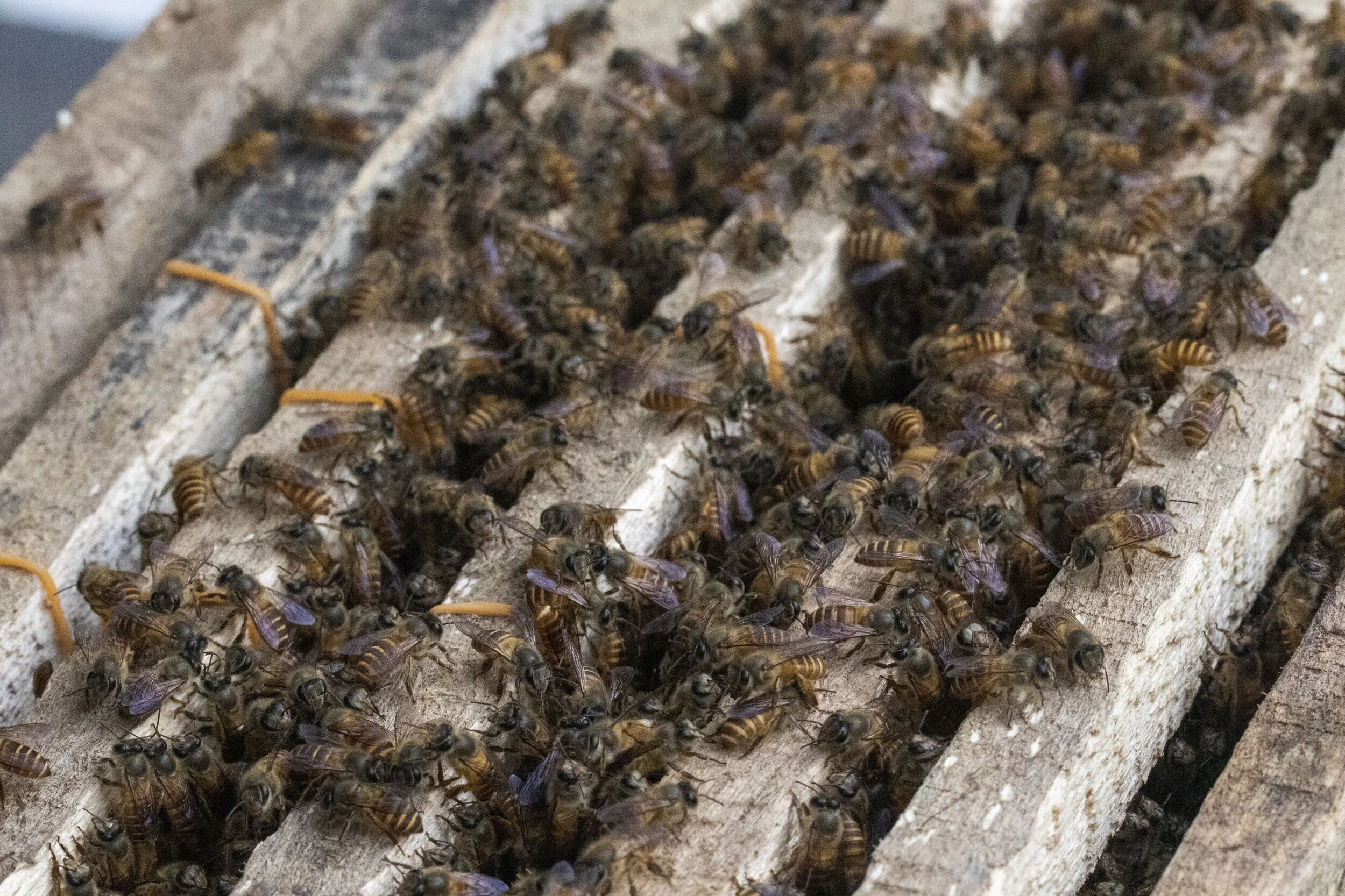 Alternative Approaches to Traditional Beekeeping in Bali