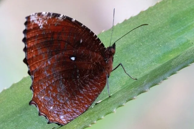 Discover your Heart through Permaculture