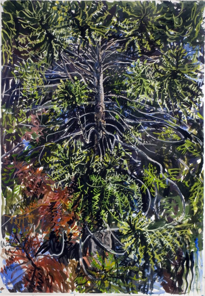 Bunya 1 , 2013, gouache on paper