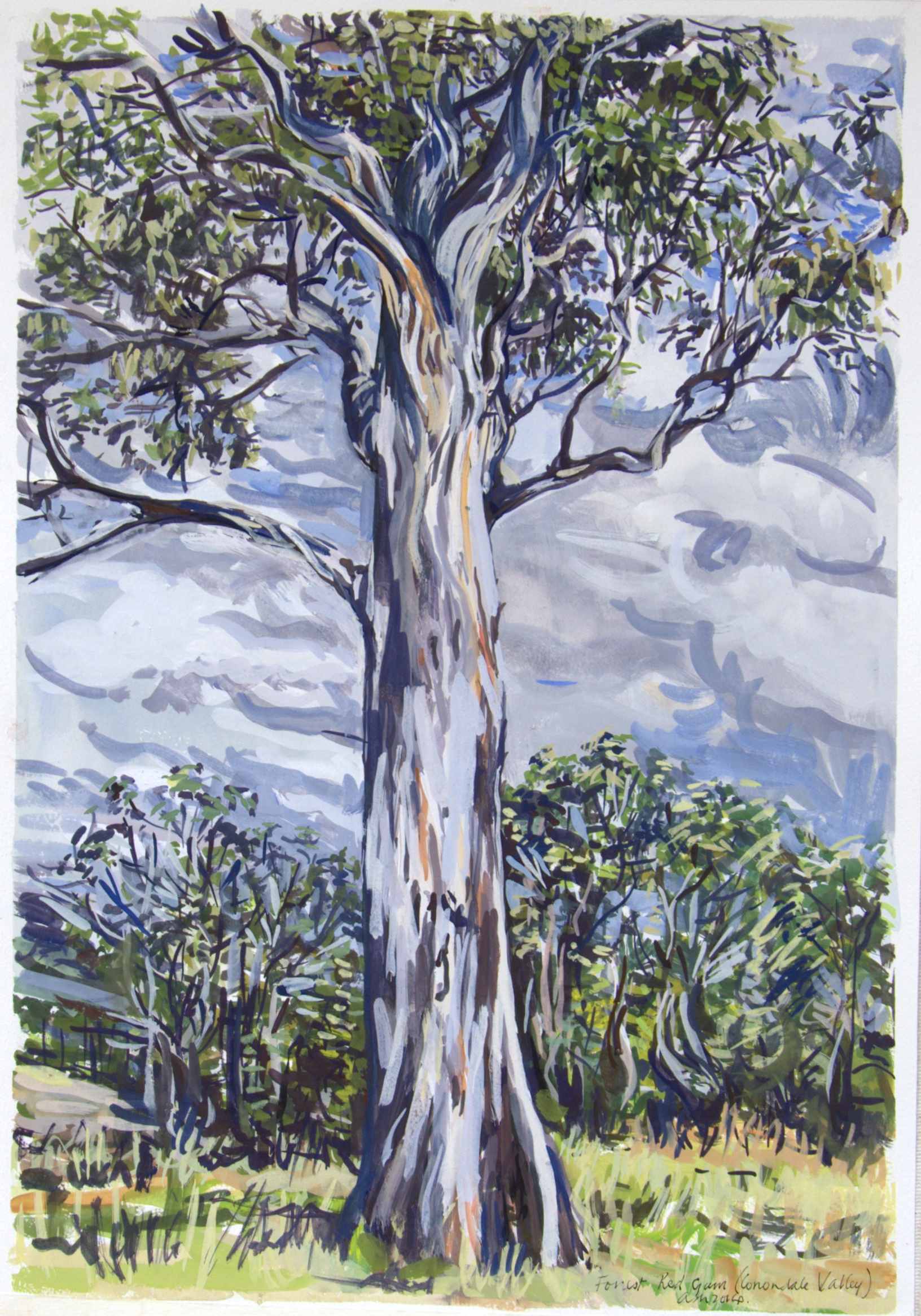 Forest Red Gum , 2013, gouache on paper