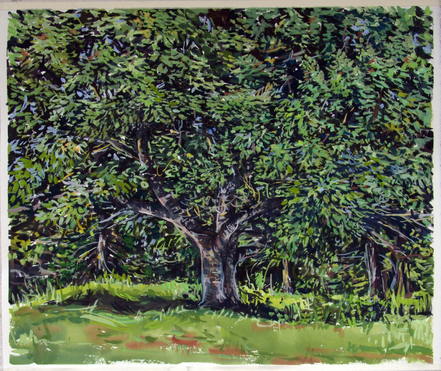 White Beech , 2013, gouache on paper