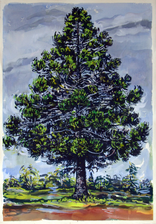 Hoop Pine , 2013, gouache on paper