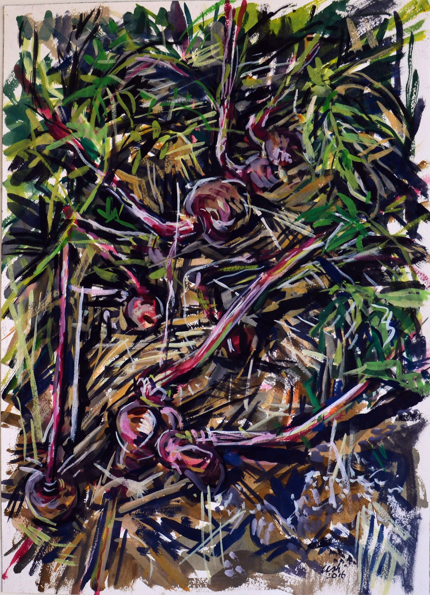 Late summer radish, 2016, gouache on rag paper, 49cm x 35cm