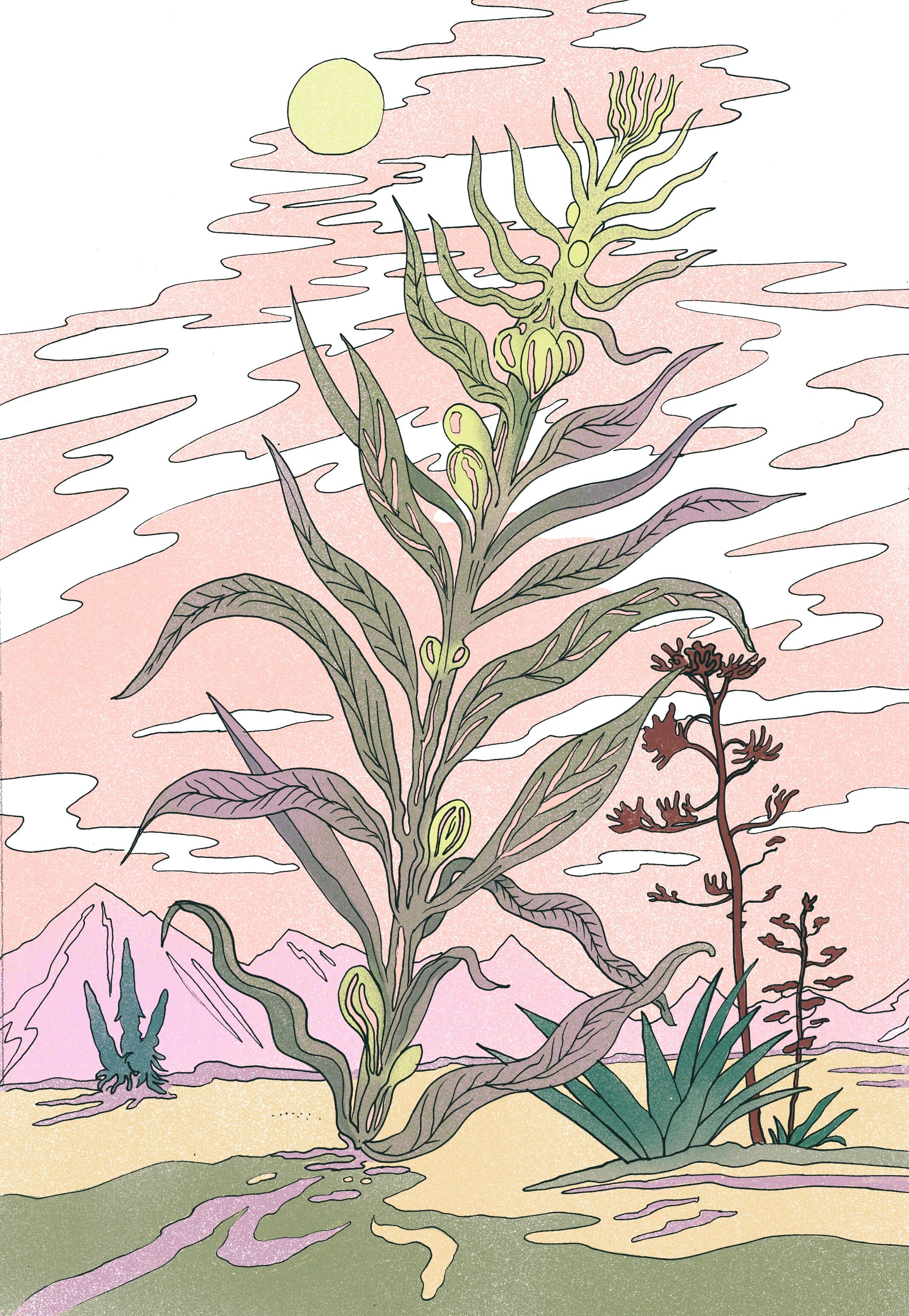Echium