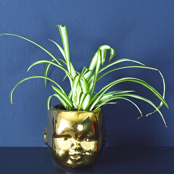 Baby's Head plant pot £9.95 From Mia Fleur