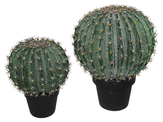 Goldenball cactus from £60