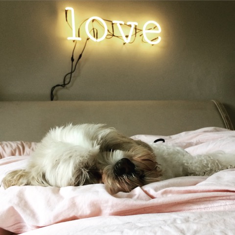 They call it Puppy Love. We call it Betsy.