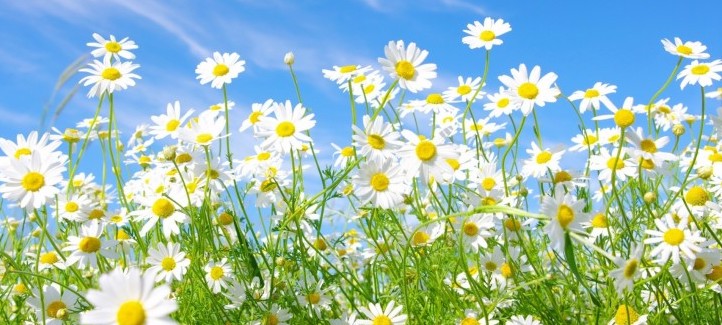 sommar.jpeg