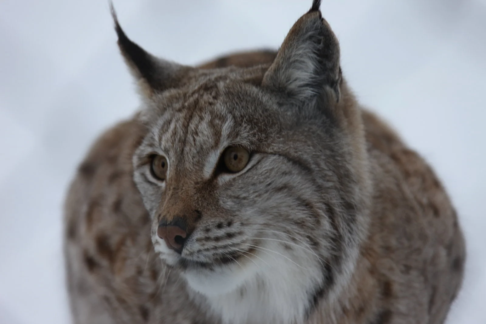 Møt incomingoperatørene i klyngen i Narvik