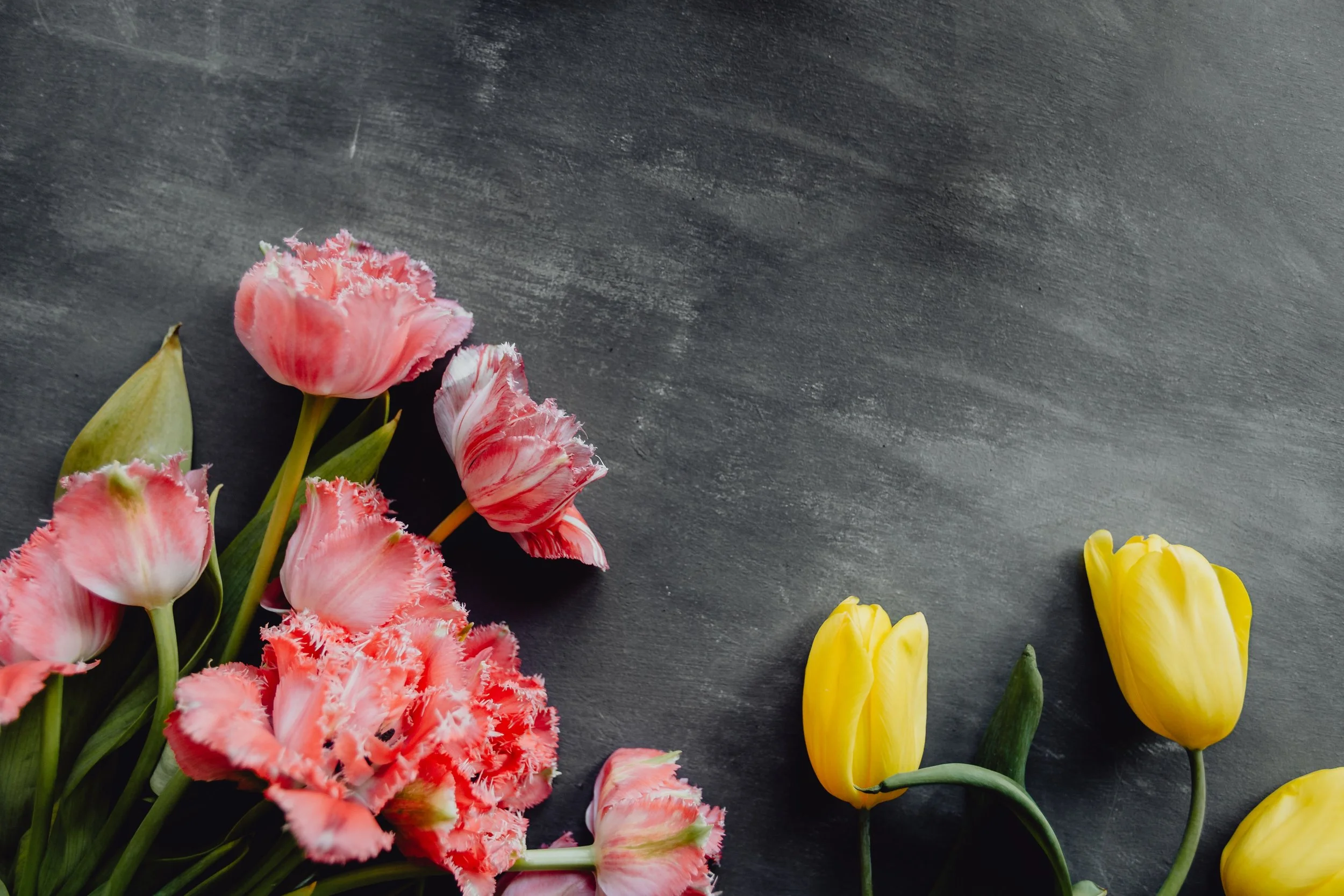 kaboompics_Colorful flowers on grey background with copy space.jpg
