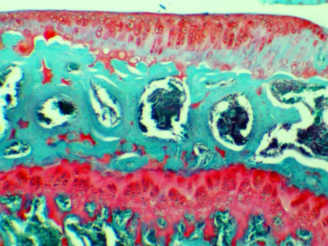 Mouse Cartilage (Safranin O/ Fast Green)