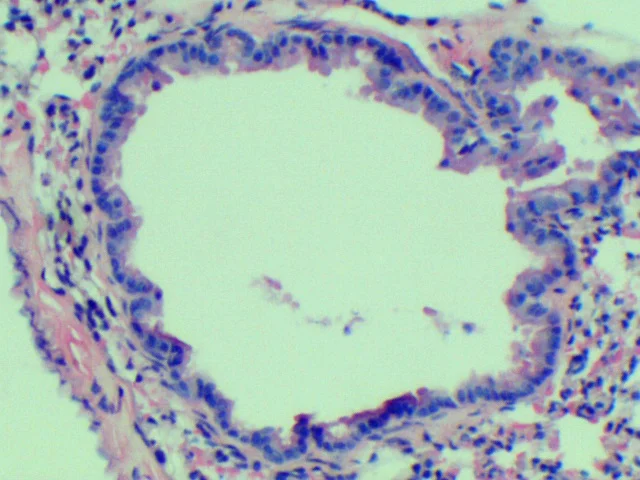 Bronchiole of mouse lung (H&E)