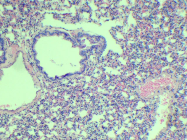 Mouse lung (H&E)