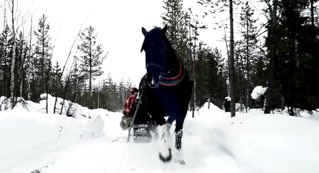 snip_1_horse_2.jpg