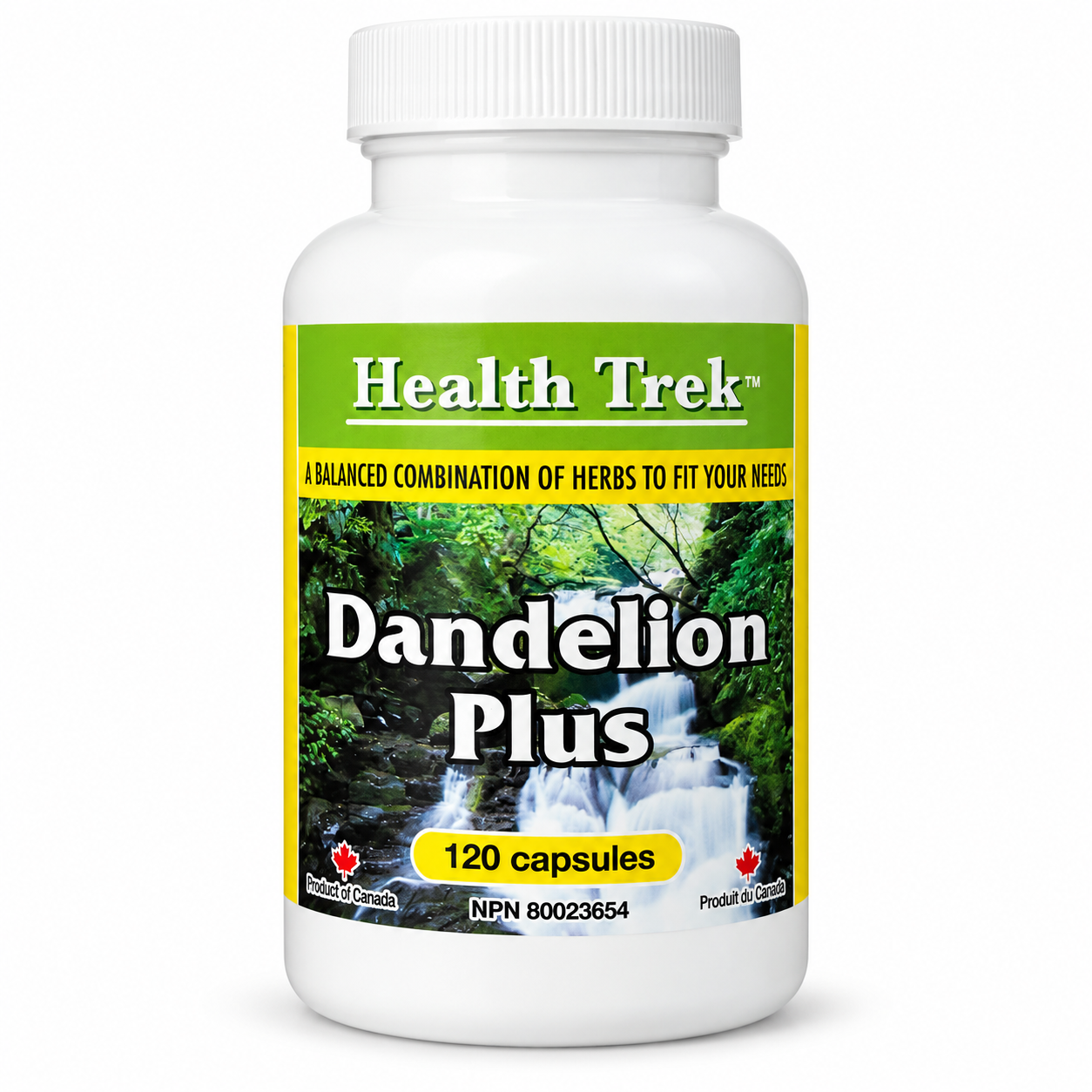 Dandelion Plus