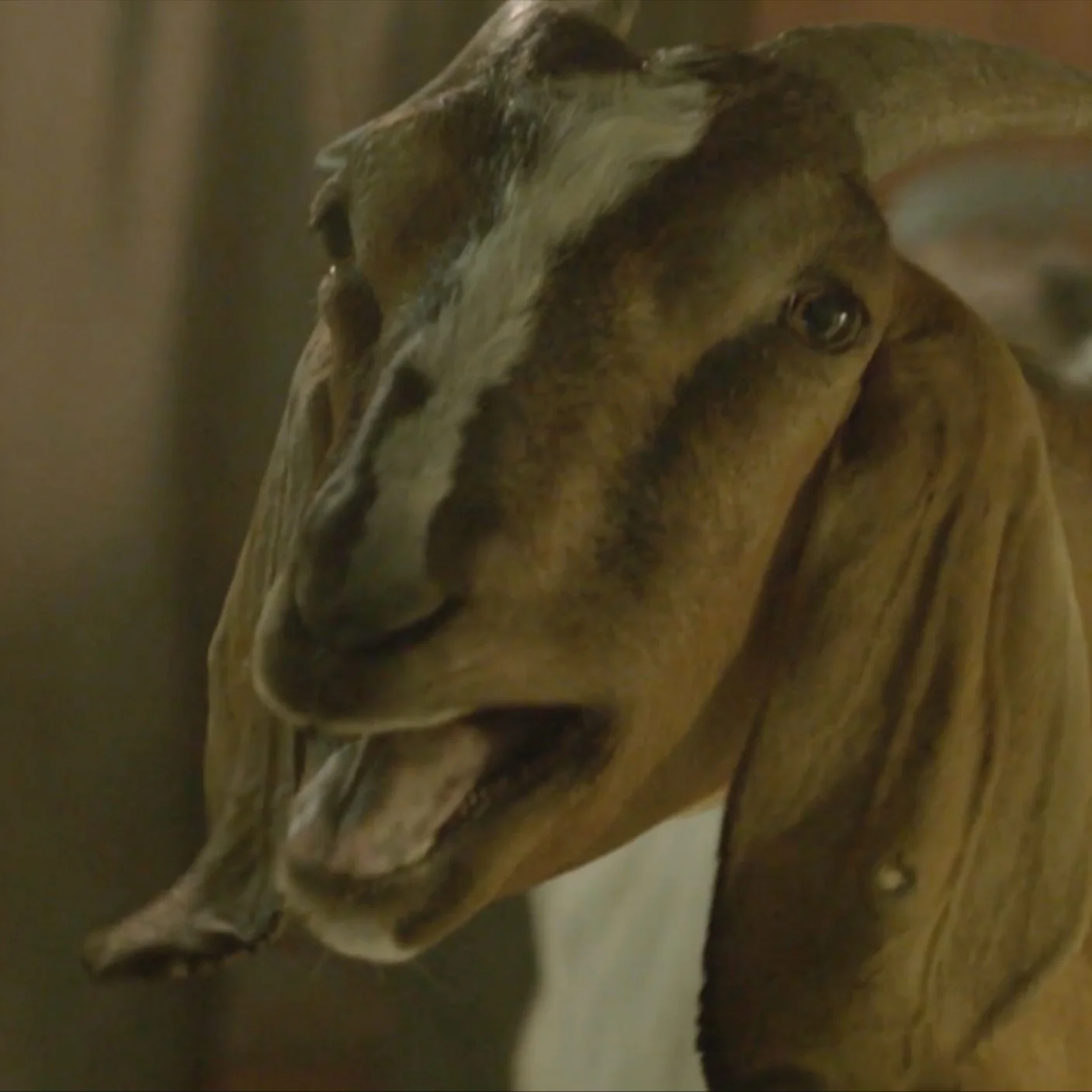 goat.jpg