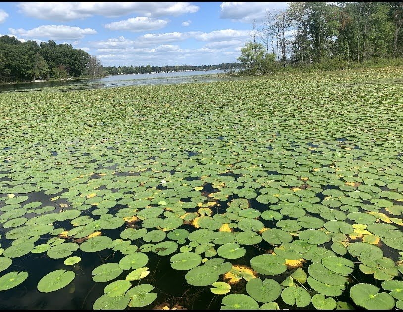 Lilly Pads.jpg