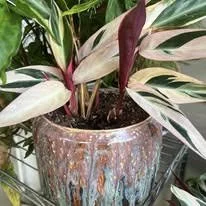 Warm Fusion Pottery
