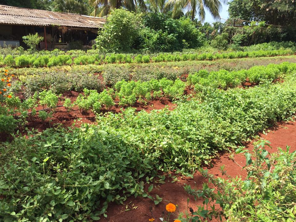 Farm or Garden? - We visited a primitive organic farm outside of Havana that grows corn, sugarcane, basil, oregano, sunflowers and more. It's more of a huge community garden that is one of their main food sources.
