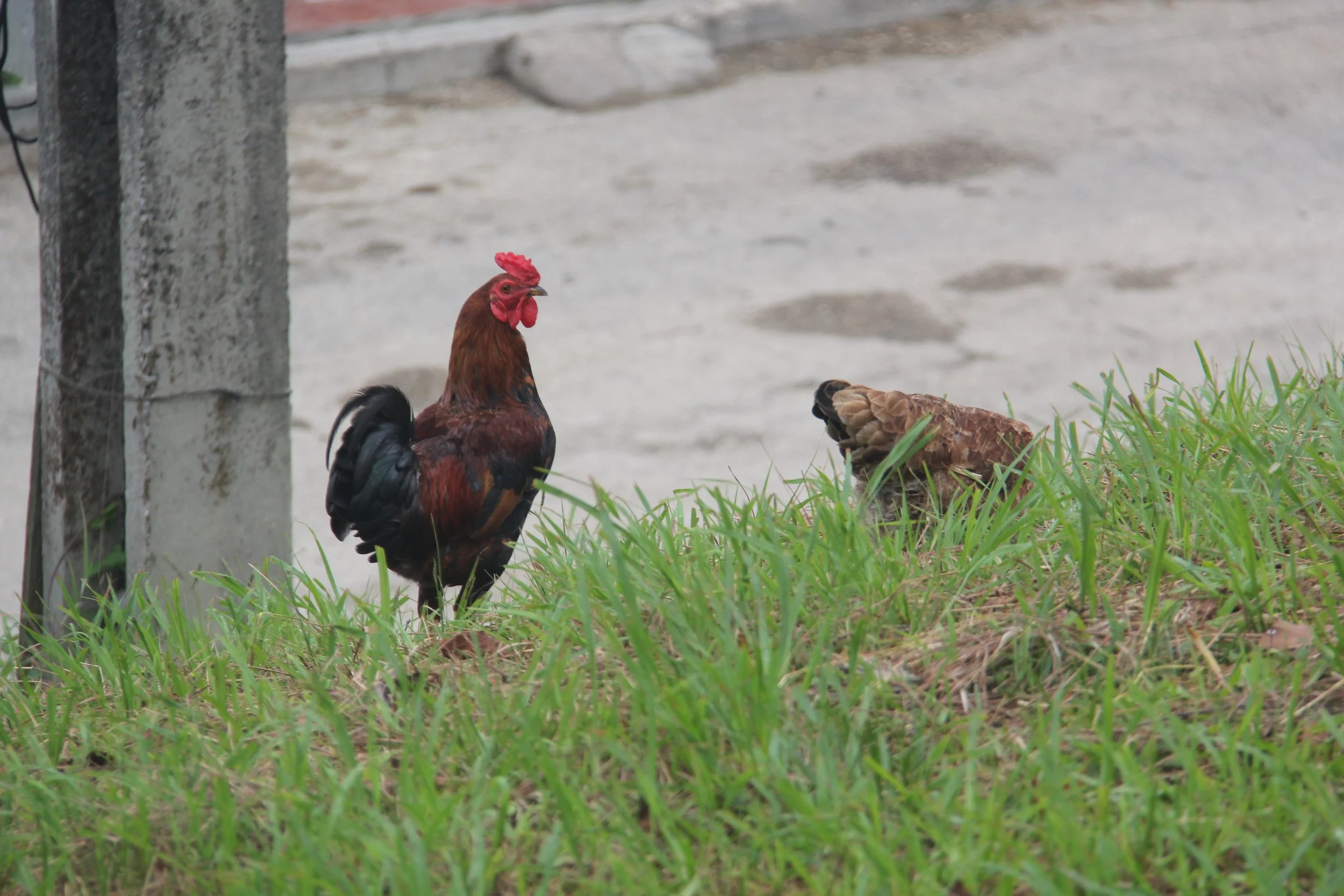 Los pollos