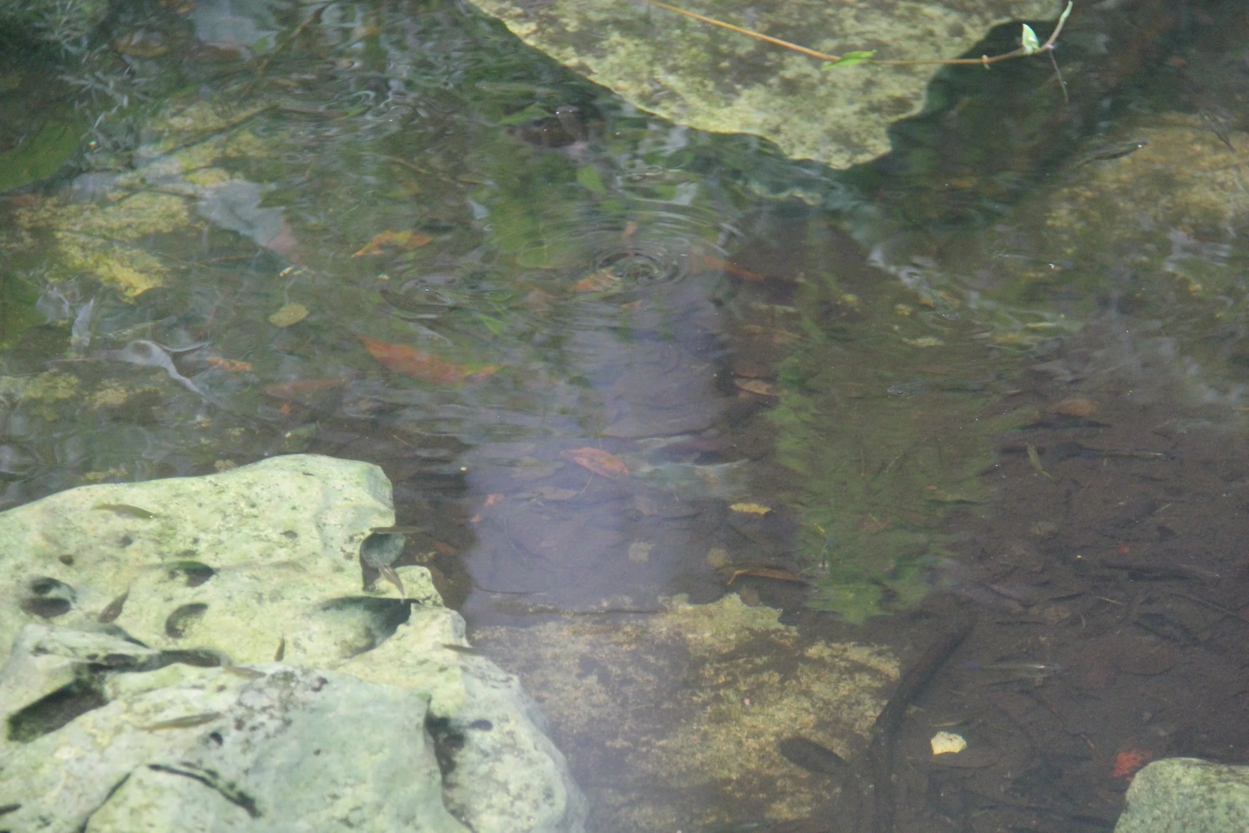 Goldfish pond at Las Terrazas