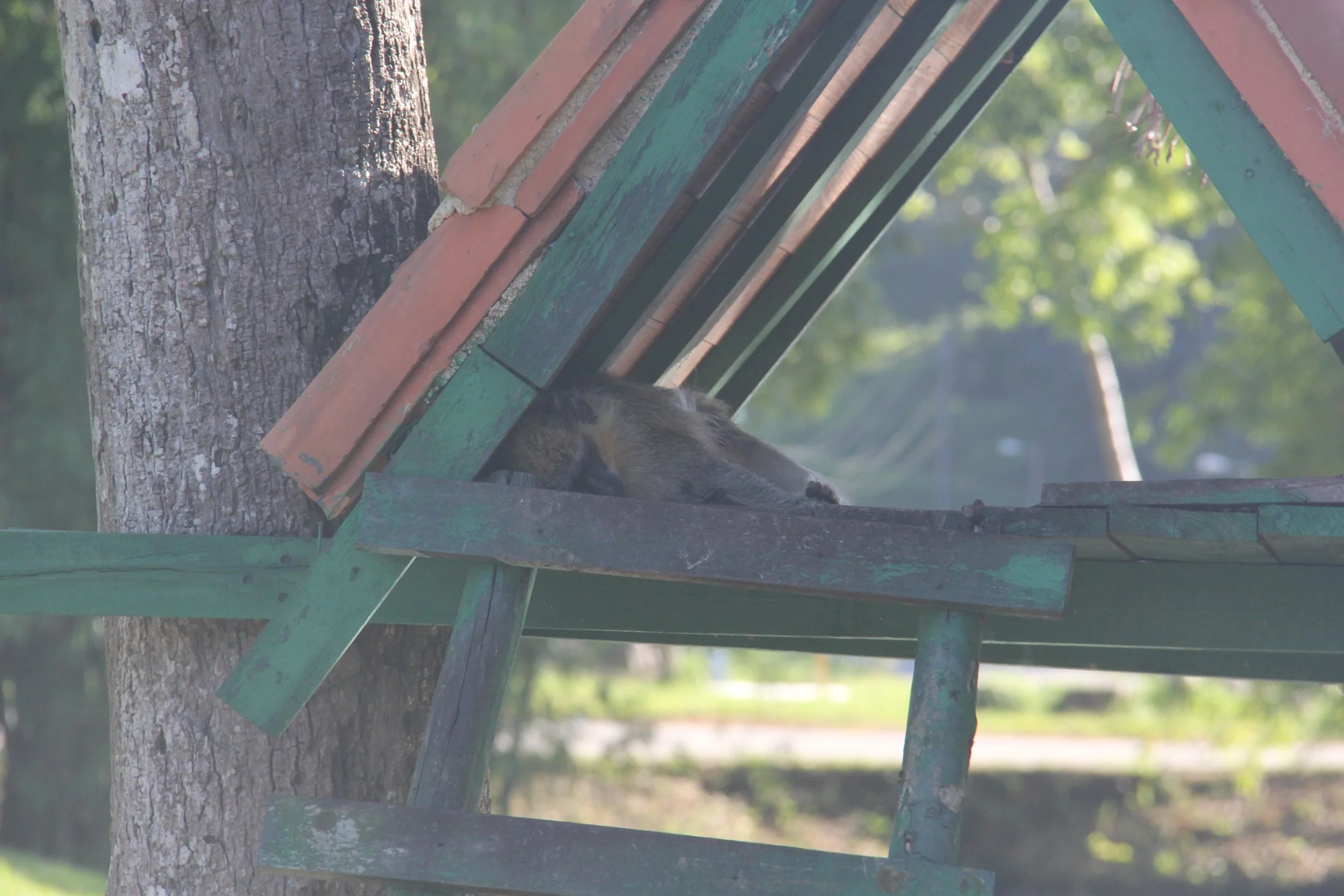 With mangos in-season, only the monkeys are having a better time than the guests. Plenty of time for rest when your workload literally falls into your lap each day.