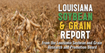 Soybean & Grain Report.png