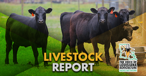 LivestockReport.jpg