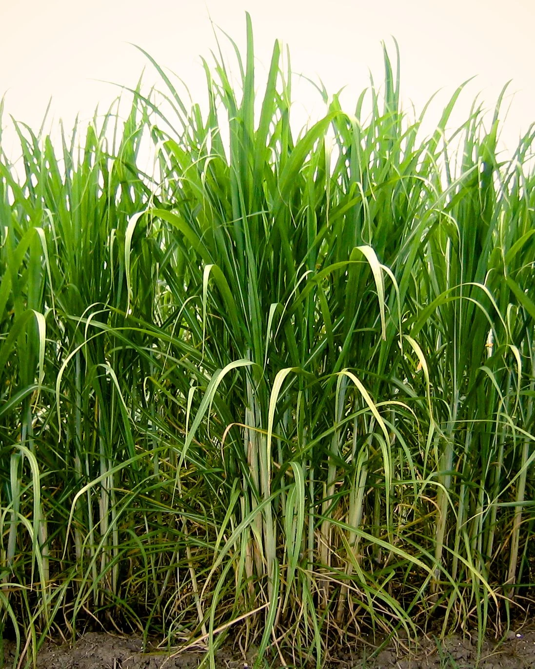 ‘Sugar Farmer Bankruptcy Bill’ Introduced to Outsource U.S. Sugar Production