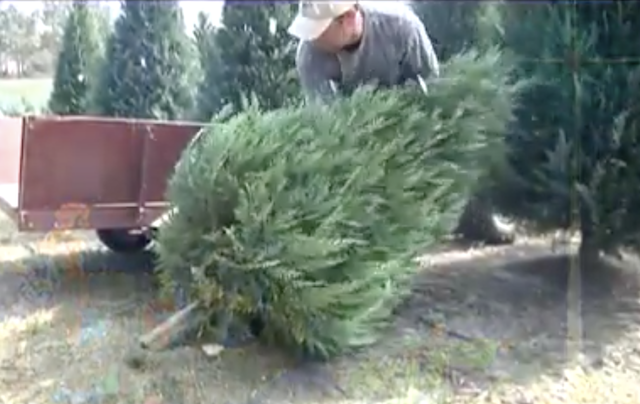  Louisiana Choose-and-Cut Christmas Tree Farms