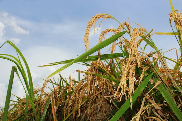 Louisiana rice acreage is expected to be around 415,000 acres in 2018.