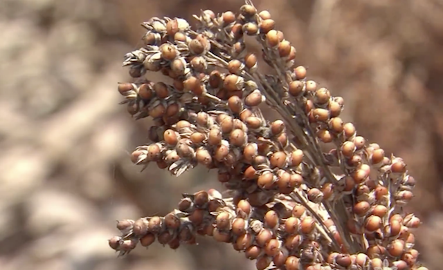 Gene Discovery Could Protect Sorghum Against Anthracnose