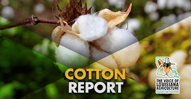Don Molino has the latest news and market information affecting the Louisiana cotton industry on The Voice of Louisiana Agriculture Radio Network.