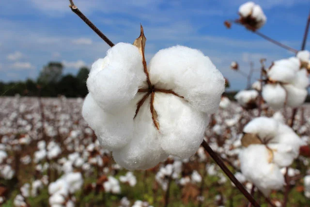 Cotton Boll.jpg