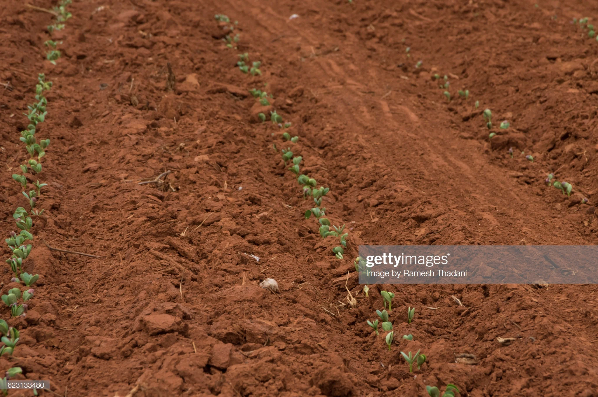 gettyimages-623133480-2048x2048.jpg