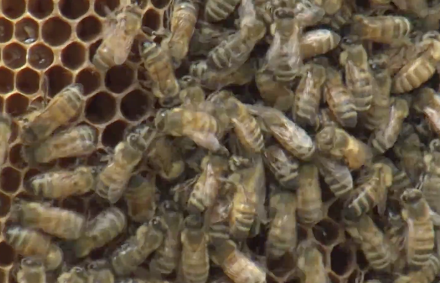 Bees Close.png