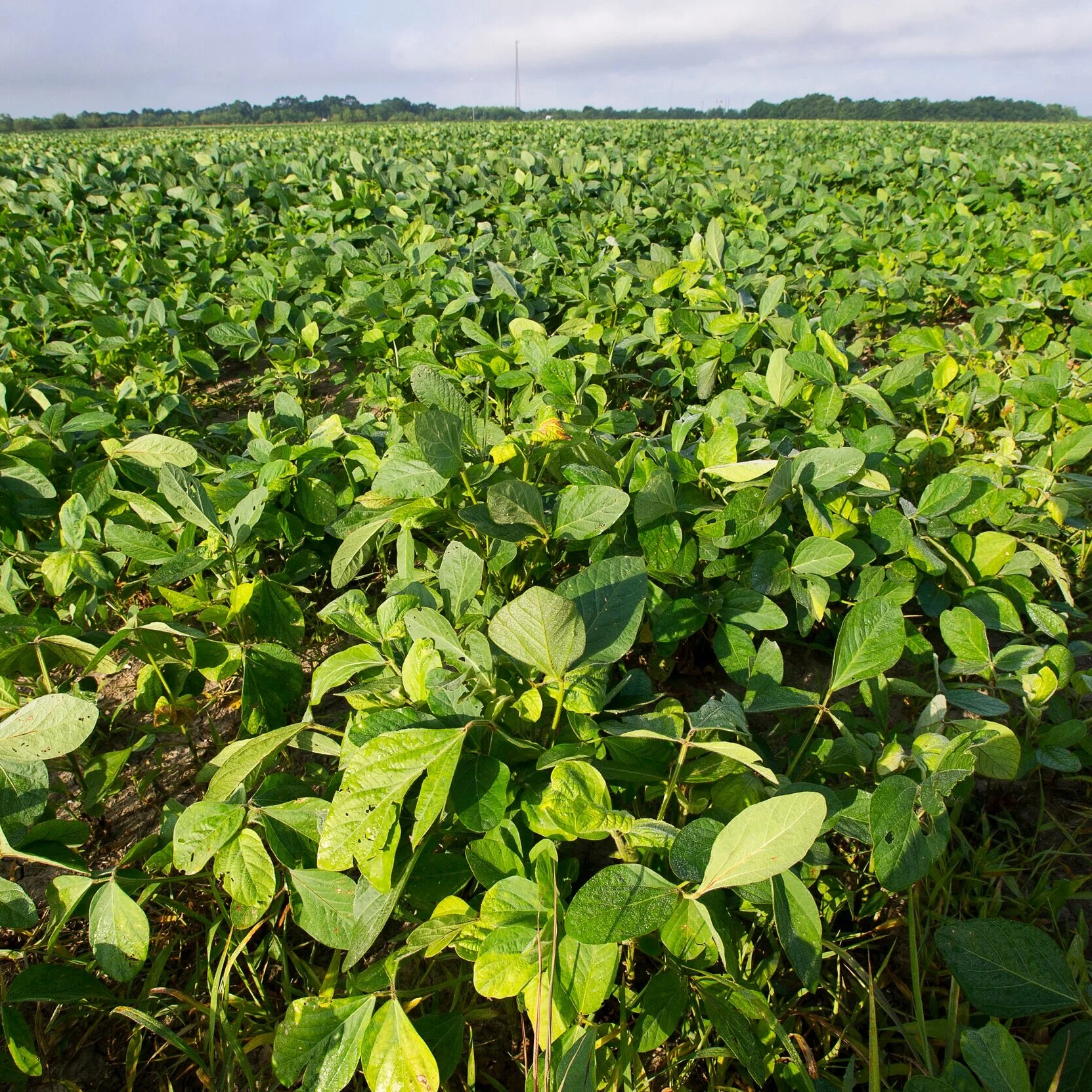 LSU AgCenter Releases Crop Budget Tools for 2021 Crop Year